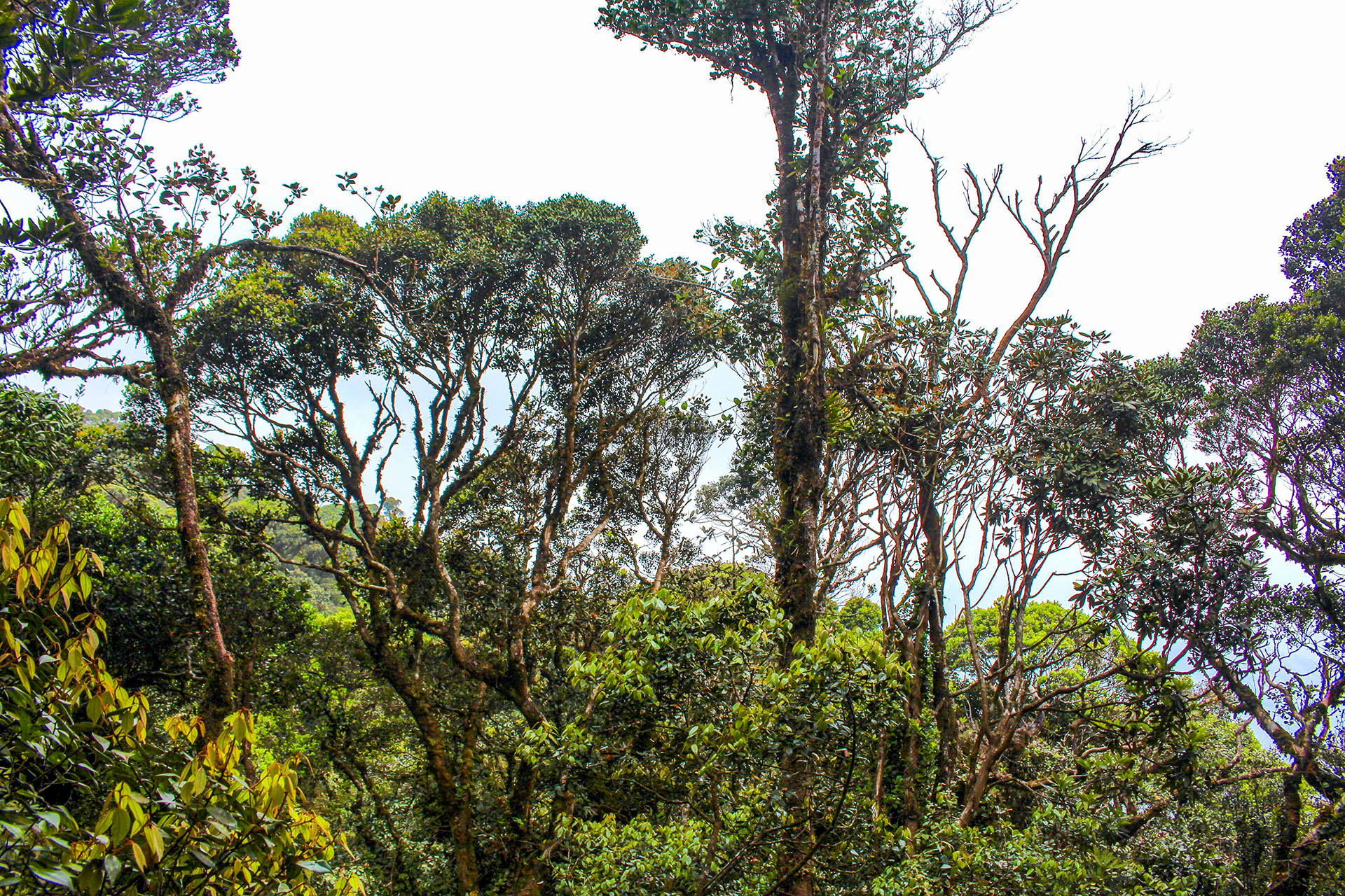 Dschungel Malaysia