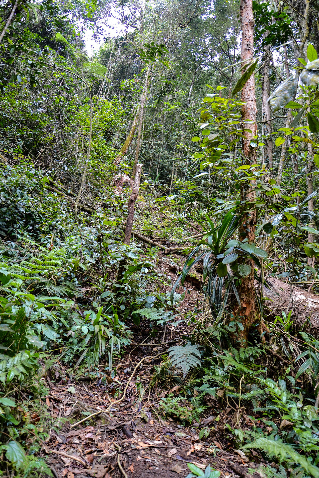 Dschungeltrekking Malaysia