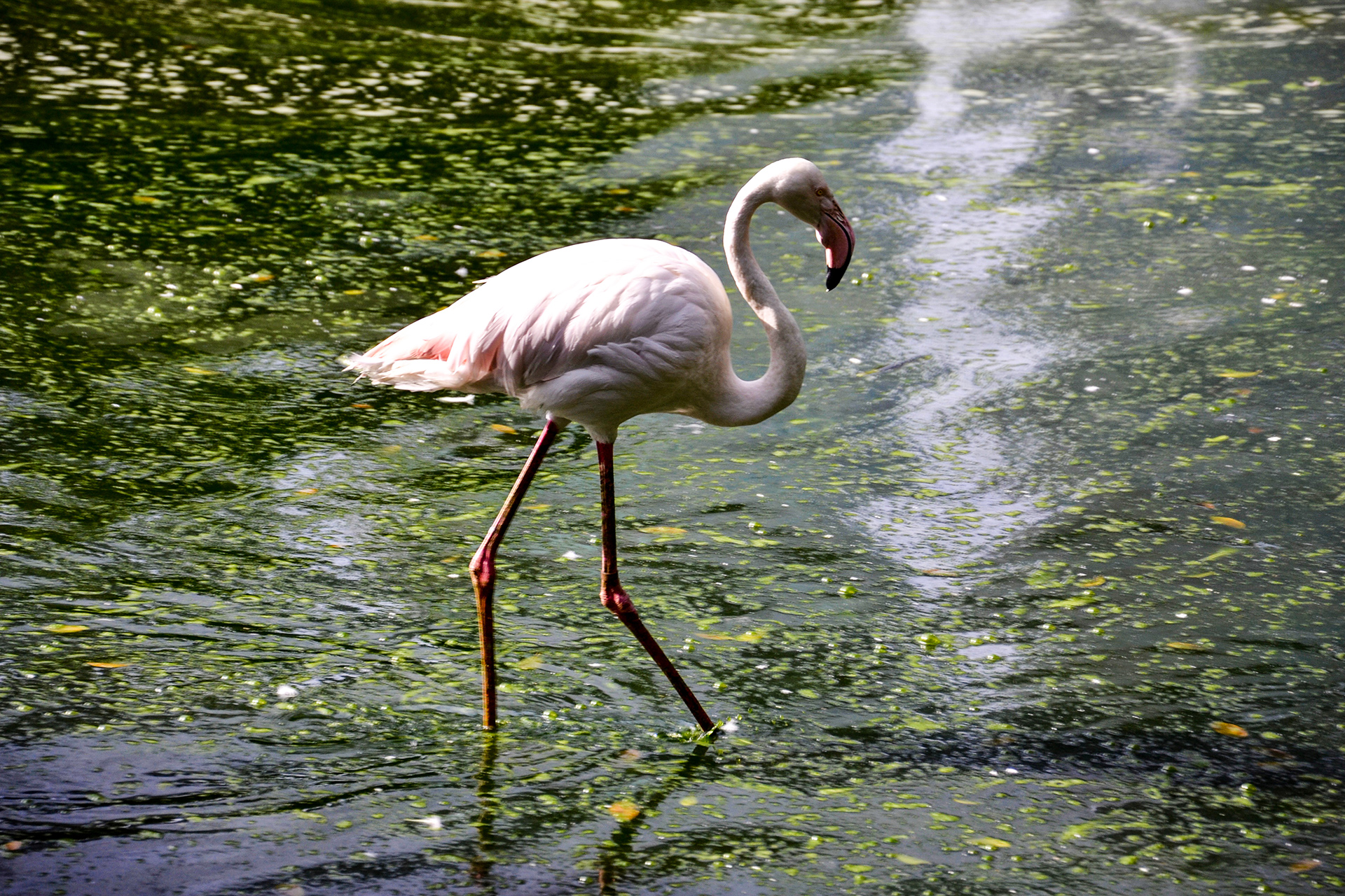 Kuala Lumpur Bird Park Flamingo