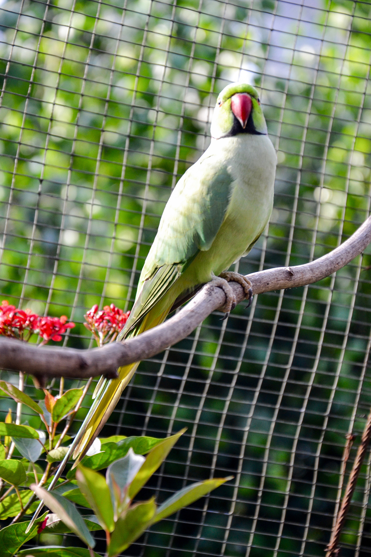 Kuala Lumpur Bird Park Papagei