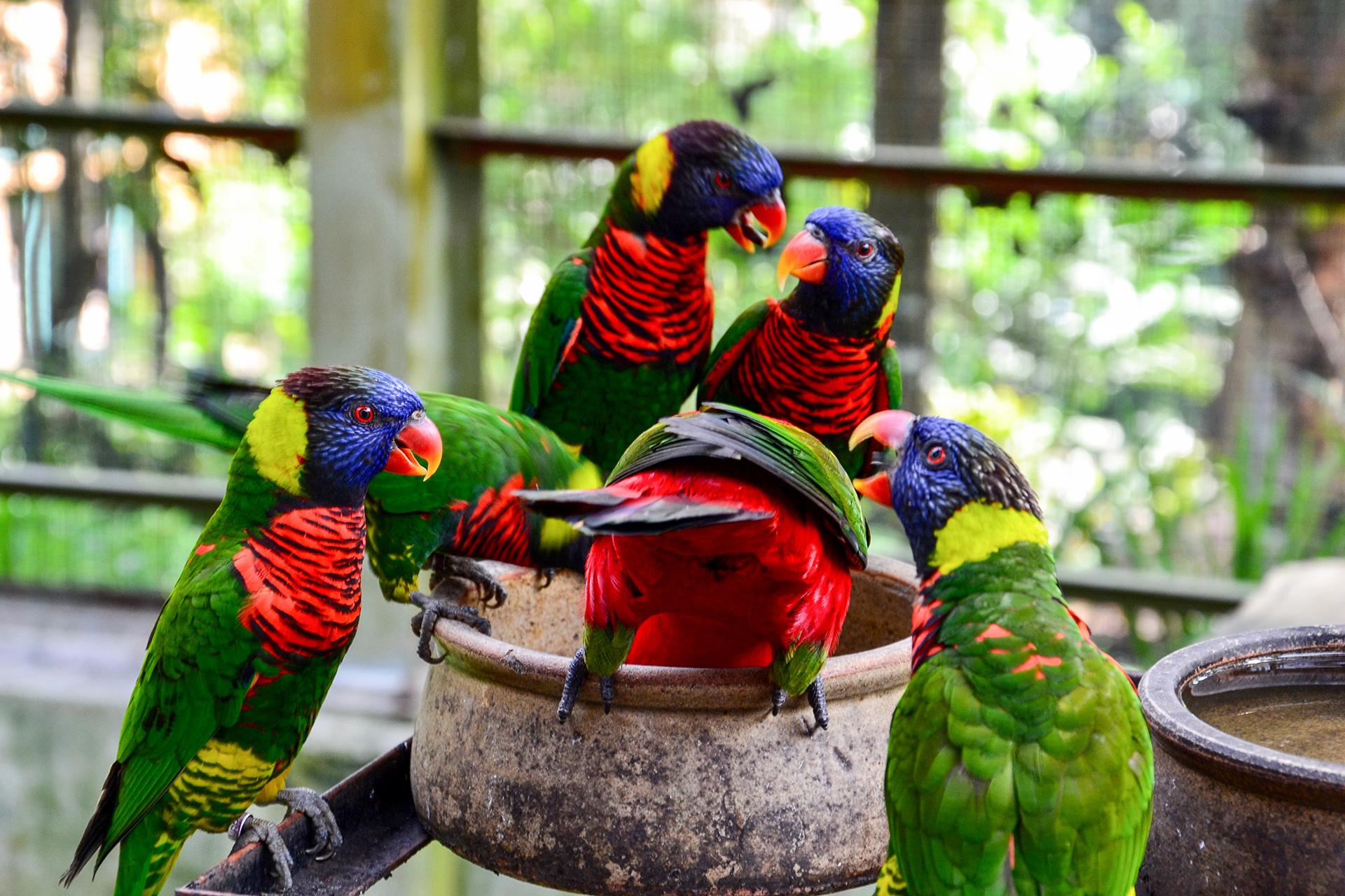 Kuala Lumpur Bird Park Papageien