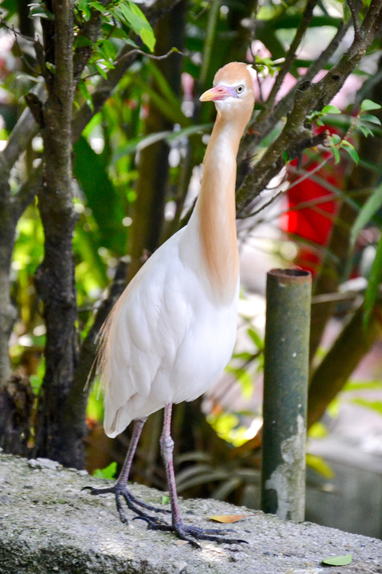 Kuala Lumpur Bird Park Tiere