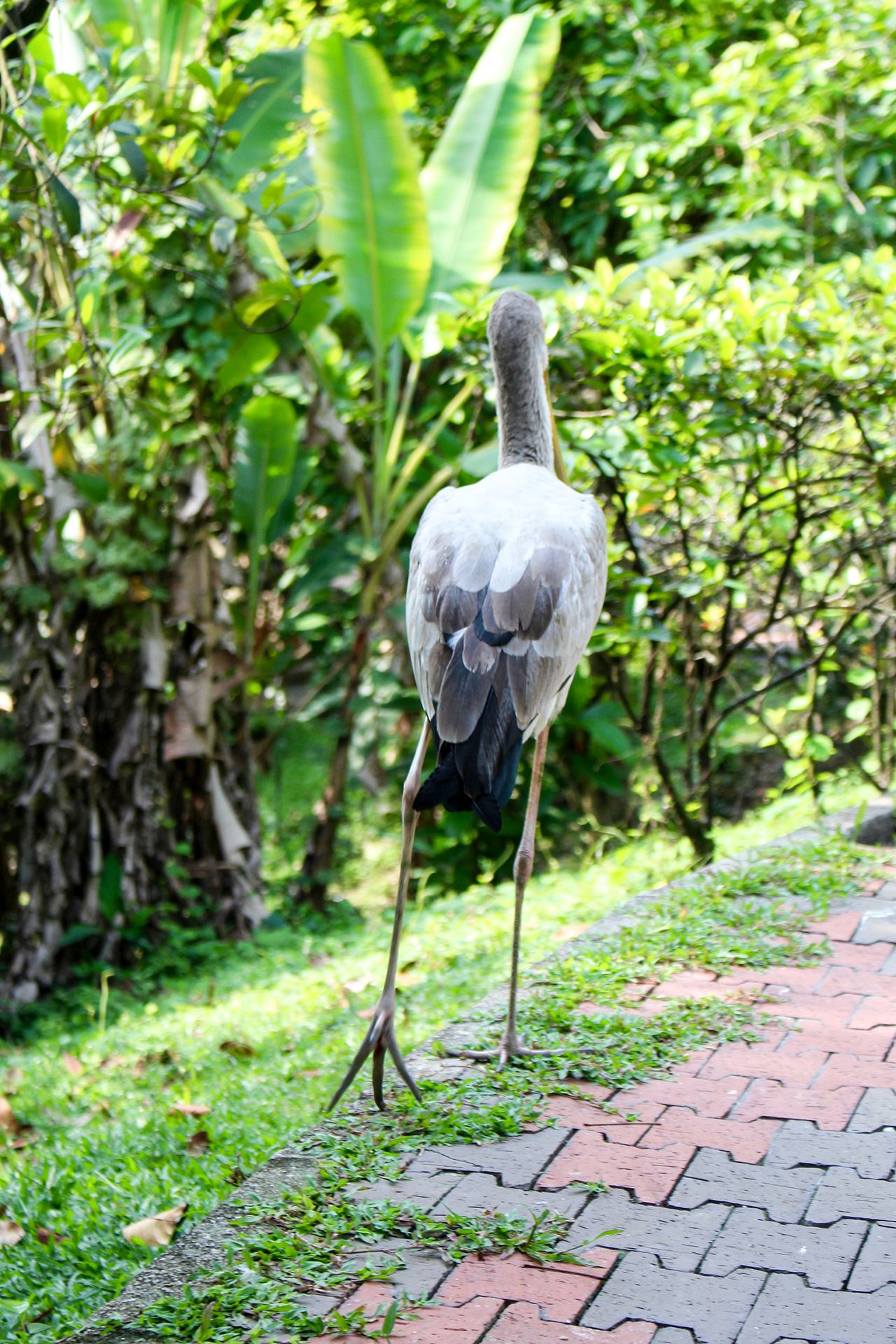 Kuala Lumpur Bird Park Vogel