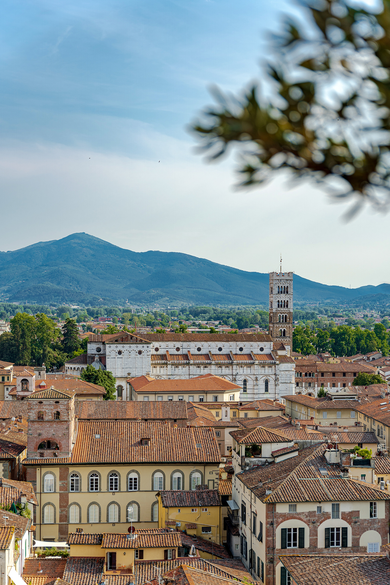 Torre Guinigi Blick zum Dom von Lucca