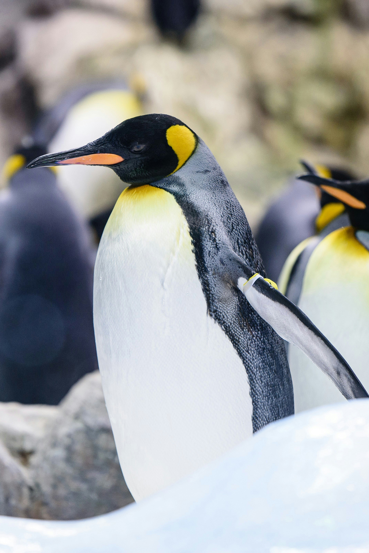 Teneriffa Loro Parque Pinguine